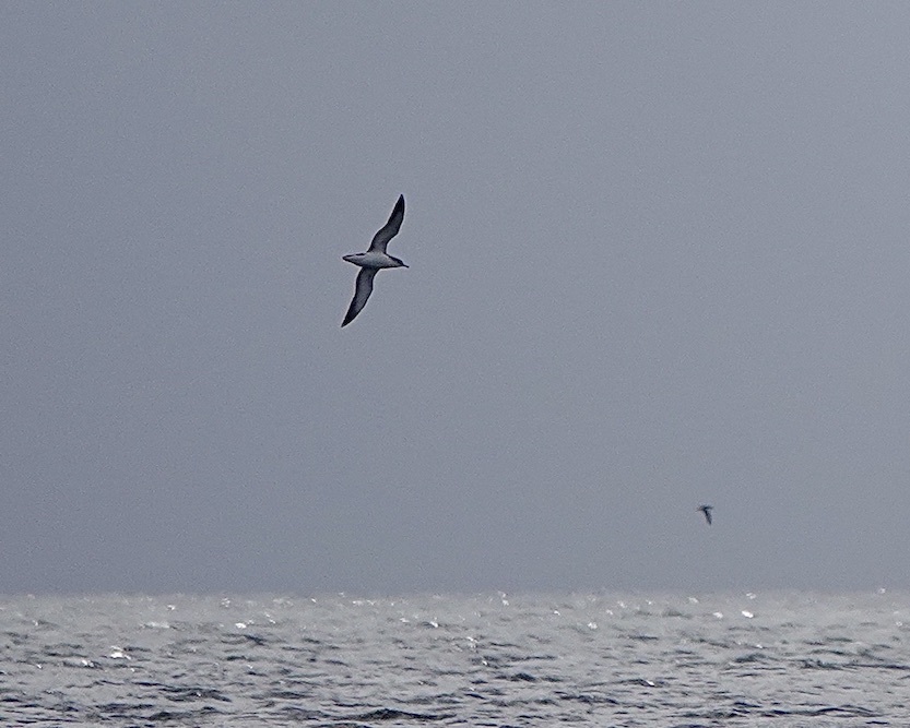 Manx shearwater